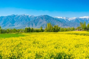 place to Visit Kashmir place to Visit Kashmir